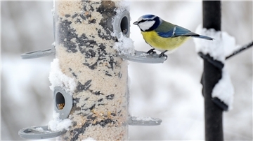 Vogel im Winter