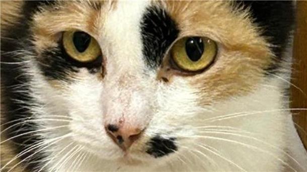 eine Katze