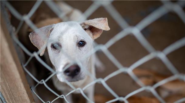 „Welpenmast“ in Vietnam: Wo Hunde durch die Hölle gehen Für die Hunde der Farm gibt es jetzt Hoffnung.