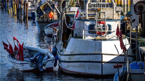 Kaum Bestandserholung bei Ostsee-Dorsch und Hering Für die Ostseefischer gibt es wegen der schlechten Entwicklung der Bestände im kommenden Jahr wohl nur wenig zu fangen (Archivbild).