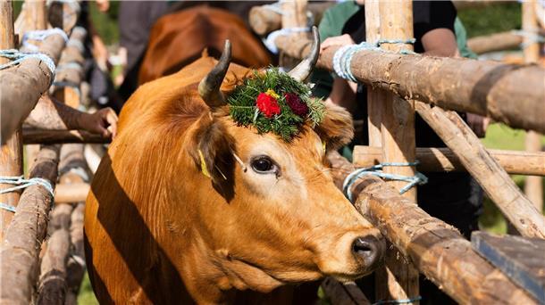 Für die Tiere gab es sogar Blumenkränze.