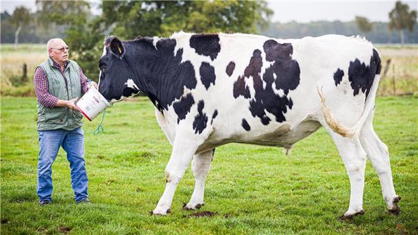 Ausgerechnet ein Schlachter rettet ein Kälbchen vor dem Tod Für Futter kommt Hugo sofort zu seinem liebsten Menschen.