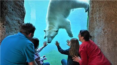 Eisbär. Zoo. Familie