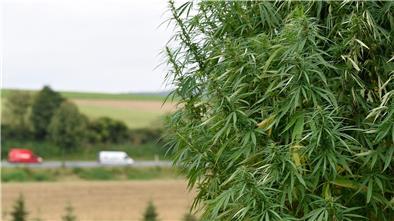 Für Landwirte ist der Anbau von Nutzhanf mit Vorgaben seit längerem erlaubt. (Archivbild)