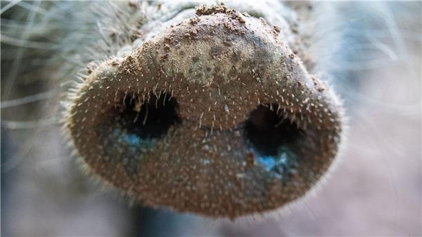 Erster Fall der Afrikanischen Schweinepest in Hessen Für Menschen und andere Tierarten ist die Viruserkrankung ungefährlich - bei Haus- und Wildschweinen dagegen unheilbar und verläuft fast immer tödlich.