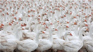 Gänse