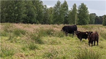 Gallowayrinder grasen auf einer Weide.  