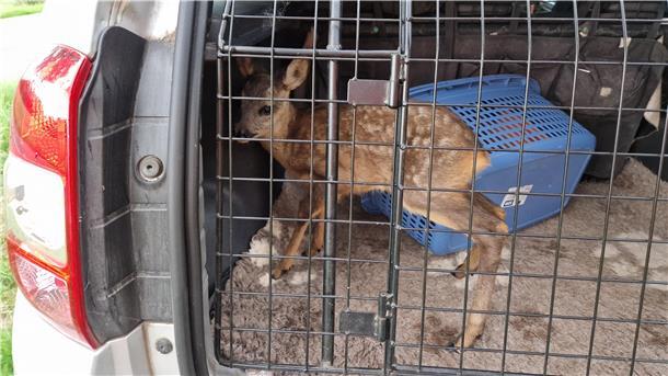Ein Herz für Bambi: Jäger retten verwaistes Rehkitz in Weertzen Ein Rehkitz im Kofferraum eines Autos