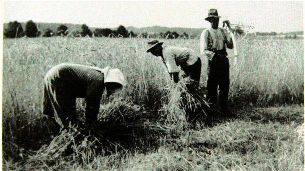 Garben binden in Boitzen 1934