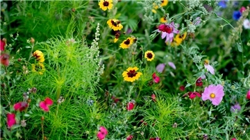 Garten bedeutet nicht unbedingt Idylle. Das beweist ein Nachbarschaftsstreit in Brake, der vor Gericht endete.