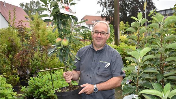 So klappt es mit der Apfelernte im eigenen Garten Gartenexperte Michael Meyer rät bei kleinen Gärten zum Säulenapfelbaum. Seine Früchte wachsen direkt am Stamm.
