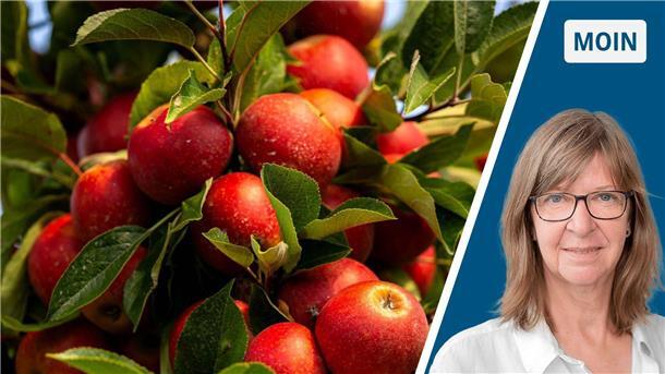 Viele rote Äpfel zwischen Laub und das Porträt einer blonden Frau mit Brille.