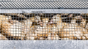 Saarland verhängt Stallpflicht wegen Vogelgrippe Geflügel muss im Stall bleiben