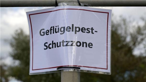 Geflügelpest-Erreger in Bestand von 5.000 Enten nachgewiesen Geflügelhalter müssen nach dem Auftreten eines weiteren Falls von Geflügelpest weiter mit Einschränkungen leben. (Archivfoto)