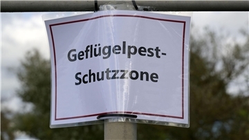 Geflügelhalter müssen nach dem Auftreten eines weiteren Falls von Geflügelpest weiter mit Einschränkungen leben. (Archivfoto)