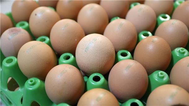 Geflügelhalter rechnen mit weiter steigenden Eierpreisen Geflügelhalter rechnen mit weiter steigenden Eierpreisen in Deutschland.
