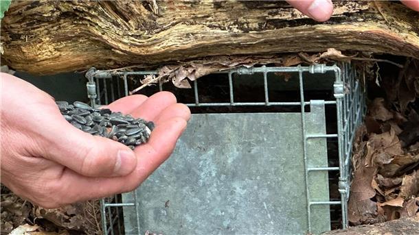 Harte Nuss: Kampf um rote Eichhörnchen in Wales Geht ein graues Eichhörnchen in die Falle, ist das für das Tier ein Todesurteil.