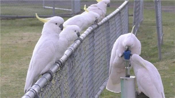 Gelbhaubenkakadus haben gelernt, Trinkbrunnen zu bedienen. 