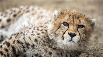 Gepardenjunges in einem iranischen Tierpark (Archivbild). Laut den iranischen Behörden gibt es nur noch etwa ein Dutzend Asiatische Geparden.