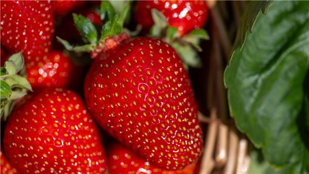 Gepflückte Erdbeeren liegen auf dem Feld eines Erdbeererzeugers in einem Korb.