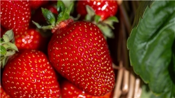 Gepflückte Erdbeeren liegen auf dem Feld eines Erdbeererzeugers in einem Korb.