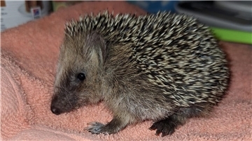 Ein winziger Igel sitzt auf einem Handtuch