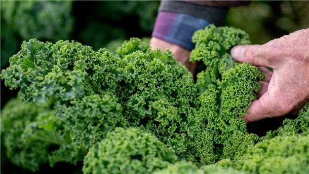 Thema Grünkohl: Landfrauen bieten Kochkurs für Männer an Gesund und lecker: Grünkohl.