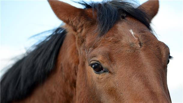 Gibt es eine Fehlentwicklung in der Pferdezucht und im Pferdesport? Das beklagt zumindest Tierärztin Dr. Katharina Ros.
