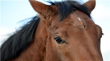 Gibt es eine Fehlentwicklung in der Pferdezucht und im Pferdesport? Das beklagt zumindest Tierärztin Dr. Katharina Ros.