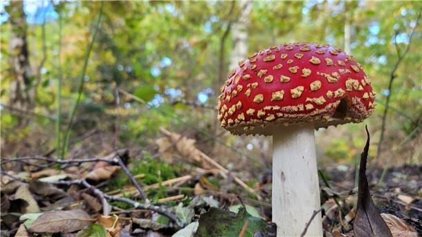 Giftig aber schön: ein Fliegenpilz im Herbstwald. Die weißen Punkte auf dem Hut sind die Reste der Hülle, die den jungen Pilz einst zum Schutz umgeben hat.