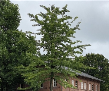 Ein hoch gewachsener Ginkgobaum steht neben einem Backsteinhaus