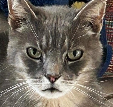Kater Gino. Das Wittstedter Tierheim möchte ihn in eine neue Familie vermitteln.