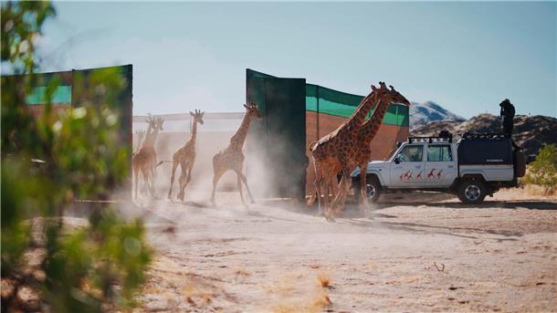 13 Giraffen von Namibia nach Angola umgesiedelt Giraffen im Iona-Nationalpark in Angola.