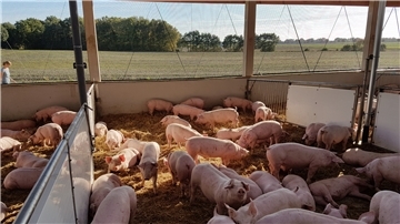 Glückliche Schweine auf Stroh genießen die Abendsonne und die frische Luft.