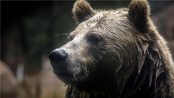 Grizzlybär-Bestände in den Rocky Mountains erholen sich Grizzlybären könnten ihren Status als gefährdete Art verlieren - was ein Risiko birgt.
