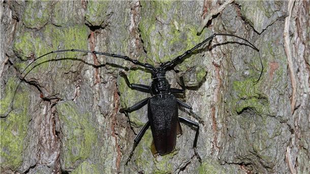 Jahrelang wachsen für wenige Zentimeter Große Eichenbock-Käfer werden bis zu sechs Zentimeter groß und tragen auffällig lange Fühler.