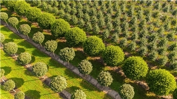 Niedersachsen hat die meisten Baumschulen Grün, grüner, Niedersachsen: Nirgendwo sonst in Deutschland erstrecken sich so viele Baumschulflächen. (Archivbild)
