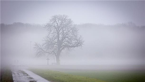 Grün statt weiß: An Weihnachten soll dem DWD zufolge auch in diesem Jahr kein Schnee fallen.