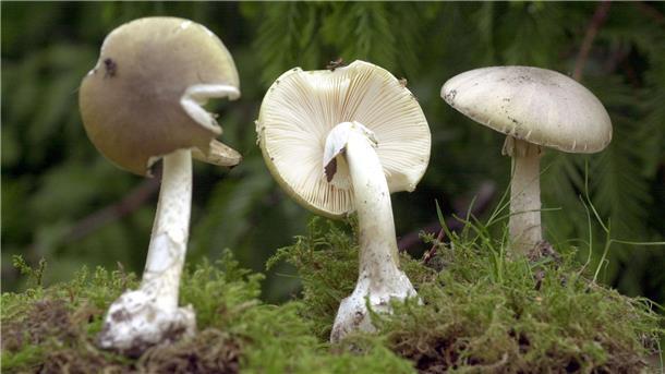 Lebenslange Haft für Giftpilz-Mörderin in Australien Grüne Knollenblätterpilze sind extrem giftig - und ähneln harmlosen Champignons. (Archivbild)