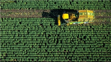 Grünkohl wird auf einem Feld geerntet. Das verregnete Wetter der vergangenen Wochen machte vielen Landwirten zu schaffen.