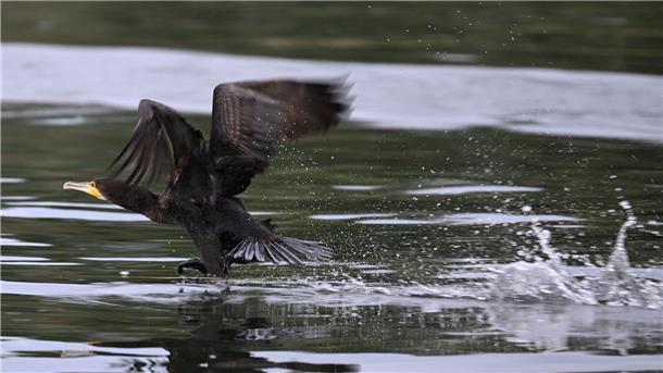 Der Kormoran beschäftigt nun die Bundespolitik Gut ein halbes Kilo Fisch kann der Kormoran laut Experten am Tag verspeisen.