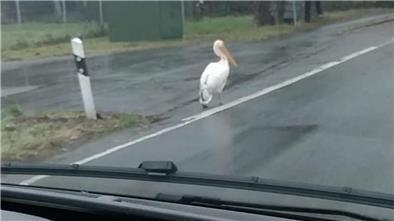 Gut zwei Monate sorgte dieser Pelikan in den Landkreisen Wesermarsch und Cuxhaven für Aufsehen. Nun ist er tot aufgefunden worden. Das Tier war aus dem Jaderberger Tierpark entflogen.