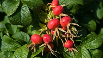 Hagebutten der Kartoffel-Rose, die die heimische Bibernell-Rose stark dezimiert hat.