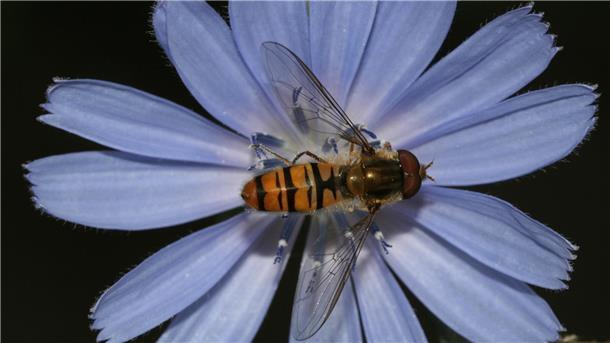 Ausschau halten nach Sechsbeinern: NABU ruft den Insektensommer aus Hain-/ Winterschwebfliege.
