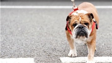 Hamilton trauert um seinen Hund.