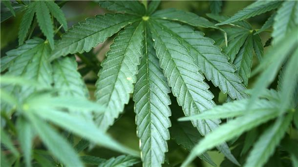 FDP-Politikerin Lütke findet Cannabis-Entwurf zu streng Hanf-Pflanzen (Cannabis) wachsen in einem Kölner Garten.