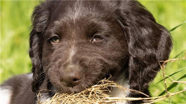 Diese Hundeschule macht aus Problemhunden treue Gefährten Hanno ist ein Kleiner Münsterländer aus dem Haus Heßling. Die Rasse begründete Theodor Heßlings Vorfahr August um 1830 mit.