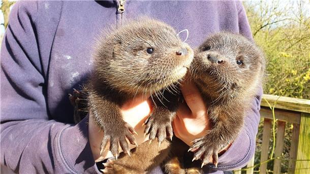 Harvey und Hazel haben sich in der Wildtierstation in Klein Offenseth-Sparrieshoop gut eingelebt.