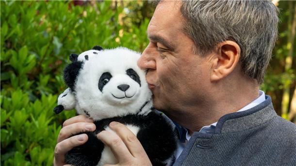 Kritik an Söders China-Reise: „Krachend gescheitert“ Hat im chinesischen Chengdu ein Panda-Kuscheltier geküsst: Bayerns Ministerpräsident Markus Söder.