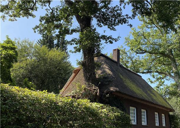 Haus und Baum - zwei, die miteinander klarkommen.